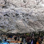 上野公園のお花見で良い場所を取る時間とコツ!マナーやルールは?