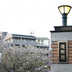 大阪造幣局桜の通り抜けの2017見頃とお花見・夜桜ライトアップ情報