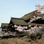 清水寺の桜の見頃2017年はいつ?開花予想と夜桜ライトアップ時間・観光情報