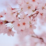 高校入学祝いの相場と渡す時期は?甥・姪・孫への適正金額まとめ