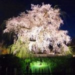 京都しだれ桜お花見の名所・円山公園の桜の見頃とライトアップ時間