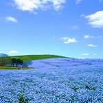 ひたち海浜公園ネモフィラ2018見頃時期や開花状況と駐車場情報