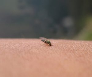 夏の危険な虫刺され、ブヨをご存知ですか?