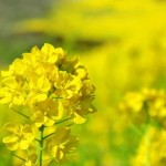 菜の花の花言葉の意味と由来!英語や韓国の呼び方は?
