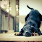部屋が犬臭い対策!室内犬の体臭と部屋のにおいの消臭方法