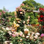 RSKバラ園2018の見頃と開花状況は?割引やイベント情報