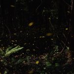 蛍の季節と見頃はいつ?光る時間帯は何時?