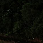 天の川ほたるまつり2017の日程と時間は?混雑具合と駐車場情報