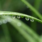 ホタルは雨の日でもみれるの?濡れたら光らないし飛ばない?
