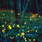 久我山ホタル祭り2017の日程と放流時間は?アクセス方法も