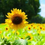 万博記念公園ひまわり2018の見頃と開花状況!アクセスと駐車場