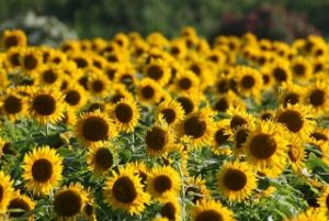 柳川ひまわり園18の見頃とライトアップの時間は 暮らしのまとめ