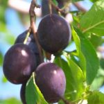 プルーンの食べ方と便秘に効果がある一日の摂取量と食べる時間は?