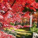 宝厳院の紅葉2016ライトアップと見頃は?秋の特別拝観も