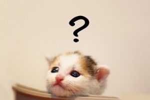 悩むねこ