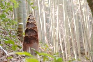 たけのこ