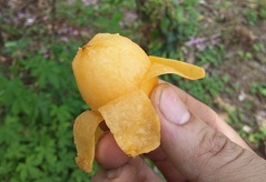 皮をむいたびわ