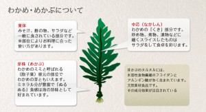 わかめ・めかぶ