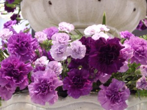 カーネーション