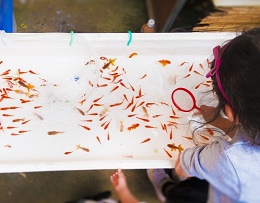 金魚すくい
