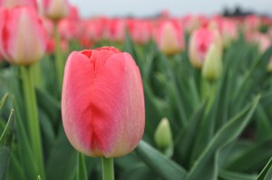 チューリップ