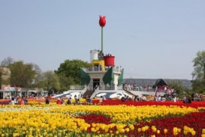 チューリップフェア