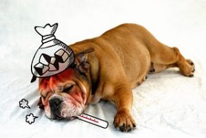発熱する犬