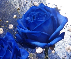 青いバラの花言葉とは 不可能を可能にするメッセージ文例付