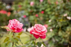 higashizawa-rose