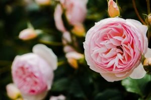 fukuyama-rose