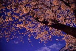 夜桜