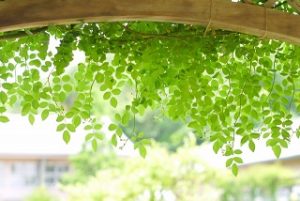グリーンカーテン