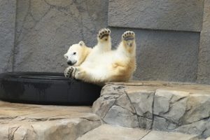 ホッキョクグマ