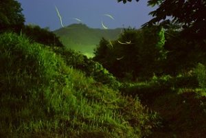 shiki-no-mori-park