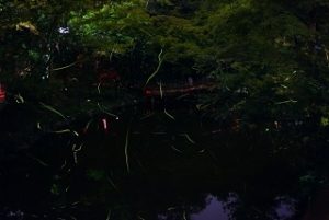 ほたる