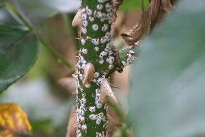 バラの害虫対策 ハダニ アブラムシ カイガラムシの予防と駆除