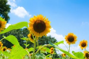 万博記念公園ひまわり