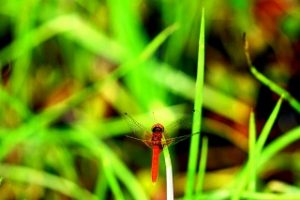 ハッチョウトンボ