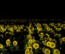 柳川夜のひまわり