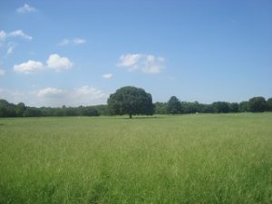 昭和記念公園原っぱ