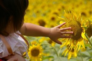 ひまわりを触るこども