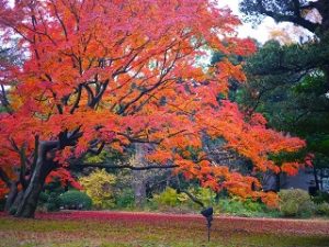 紅葉